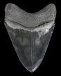 Beautiful, Megalodon Tooth - Serrated Blade #62869-1